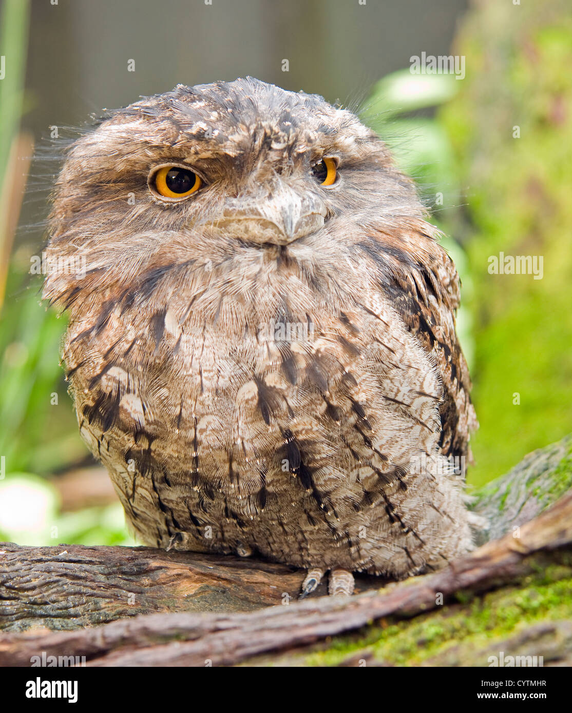 (Podargus strigoides Tawny Une grille supérieure) Banque D'Images
