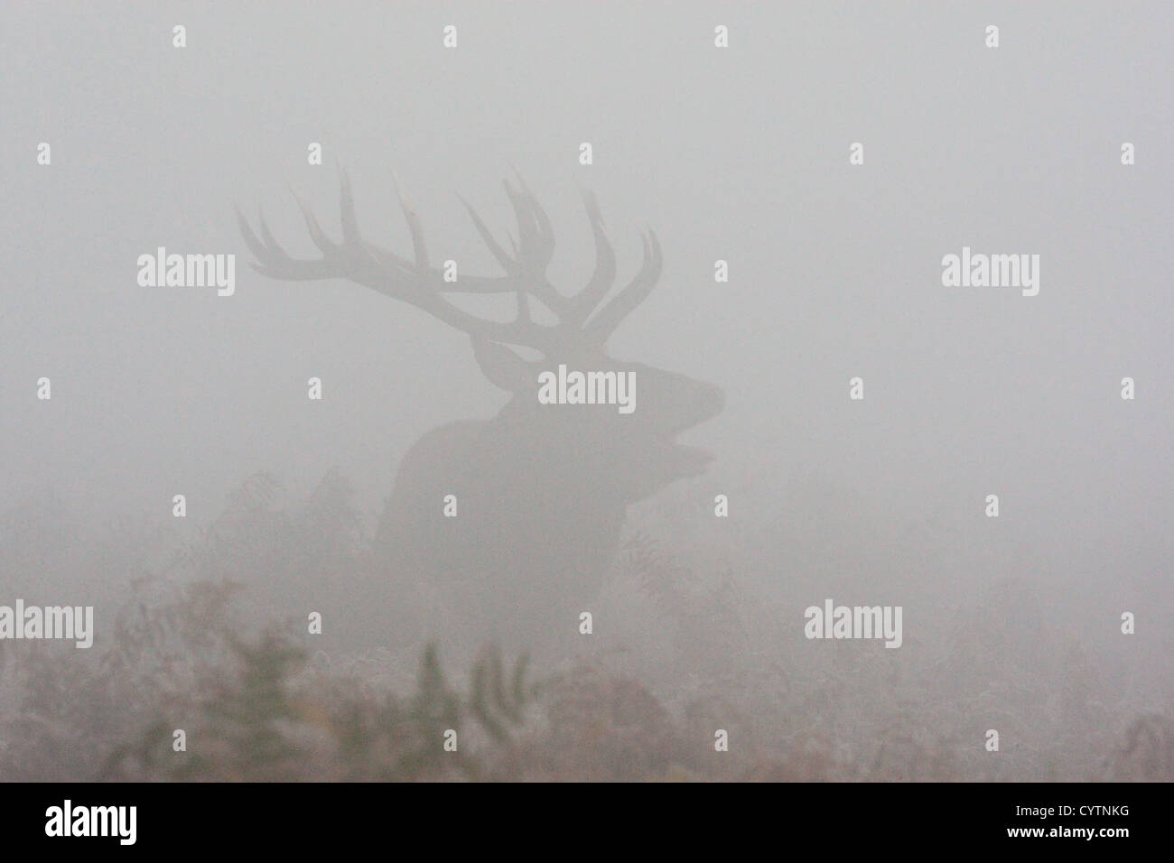 Red Deer stag au lever du soleil dans la brume matinale Banque D'Images