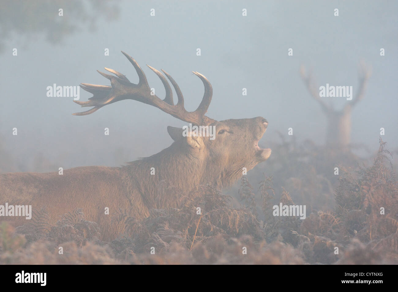 Red Deer stag au lever du soleil dans la brume matinale Banque D'Images