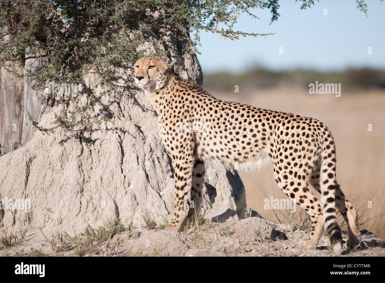 Un guépard à la proie Banque D'Images