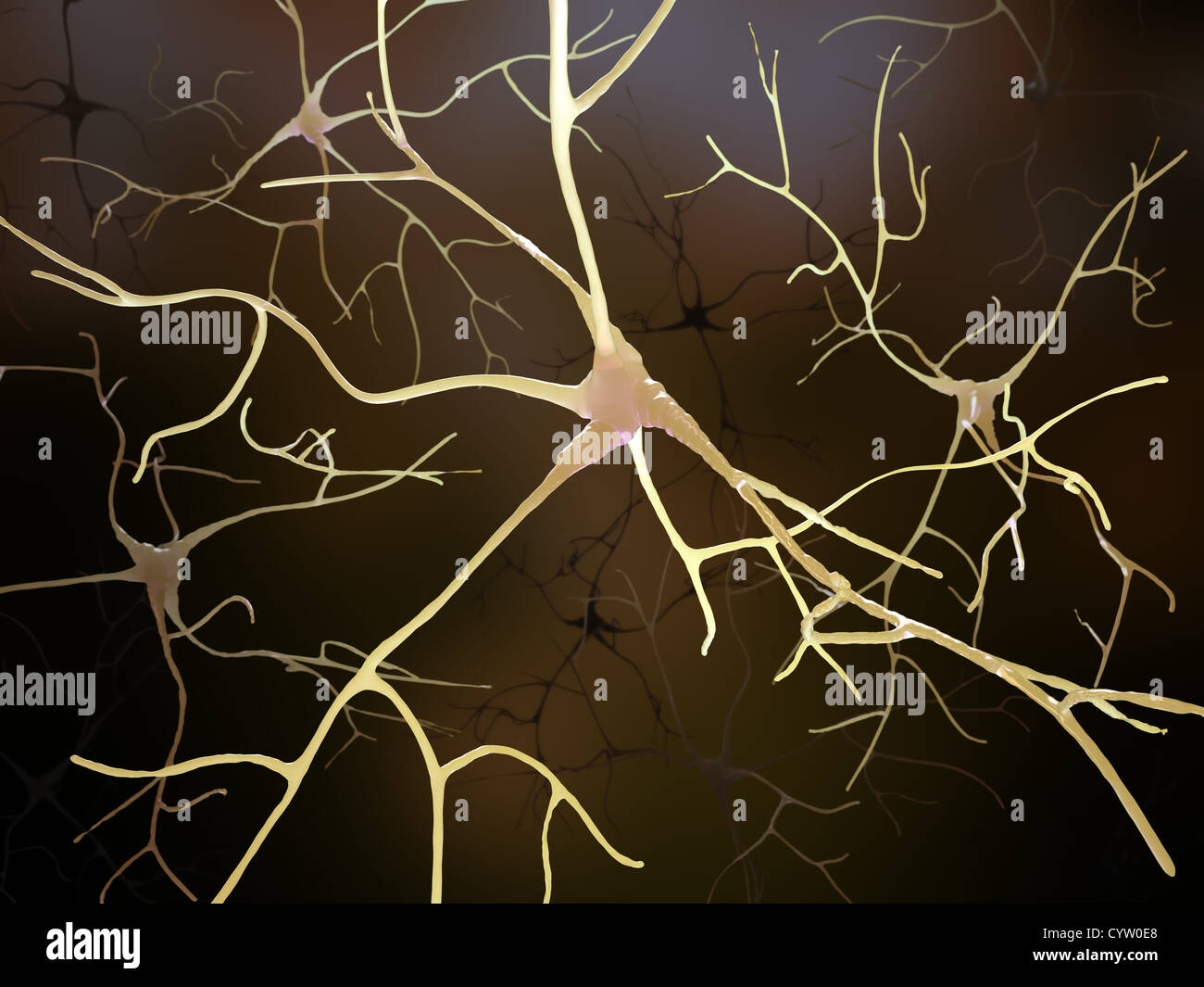 Connexions neuronales dans le cerveau humain - l'anatomie du système nerveux central Banque D'Images Connexions neuronales dans le cerveau humain - l'anatomie du système nerveux central Banque D'Images