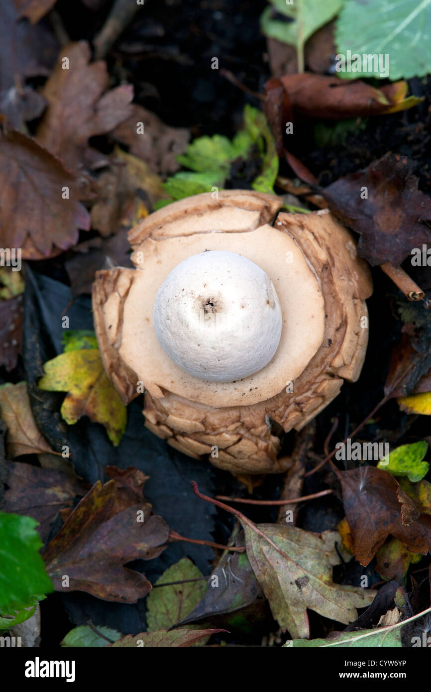 Earthstar Geastrum munis de tripler la fructification des champignons poussant dans les feuilles mortes Banque D'Images