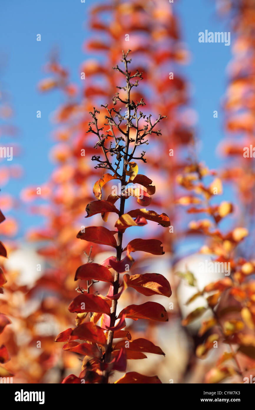 Crape myrtle (Lagerstroemia), feuilles rouges en automne. Banque D'Images
