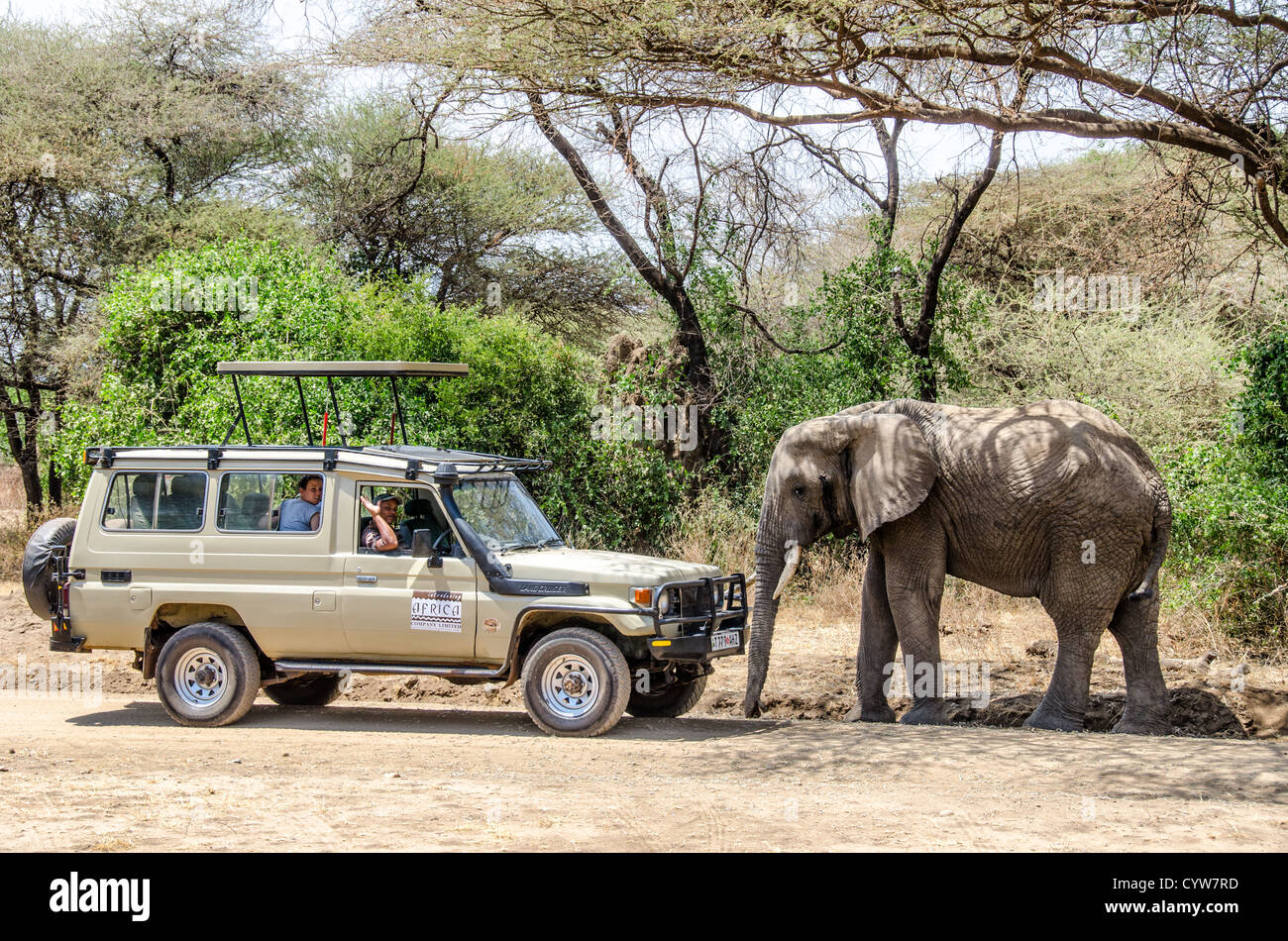 Véhicule de safari pour éléphants Lake Manyara National Park Tanzanie | LAKE MANYARA NATIONAL PARK, Tanzanie — Un éléphant s'approche d'un véhicule de safari à toit relevable transportant des touristes au Lake Manyara National Park dans le nord de la Tanzanie. Le parc est connu pour sa population d'éléphants particulièrement importante par rapport à sa taille — décrite comme l'une des plus fortes concentrations d'éléphants en Afrique — et les pistes de safari à travers la forêt de nappe phréatique amènent régulièrement les véhicules à quelques mètres des individus. Le Lake Manyara National Park couvre environ 325 kilomètres carrés de terres et se trouve au pied du Gregory R Banque D'Images