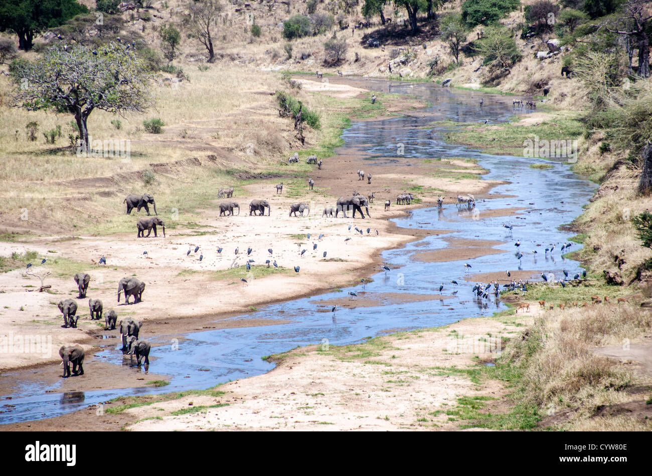 PARC NATIONAL DE TARANGIRE, Tanzanie — la rivière Tarangire est l’une des deux principales sources d’eau pour les animaux en saison sèche dans le parc national de Tarangire, dans le nord de la Tanzanie, non loin du cratère Ngorongoro et du Serengeti. Dans cette photo, éléphants, zèbres et grues se rassemblent dans un virage de la rivière. Banque D'Images