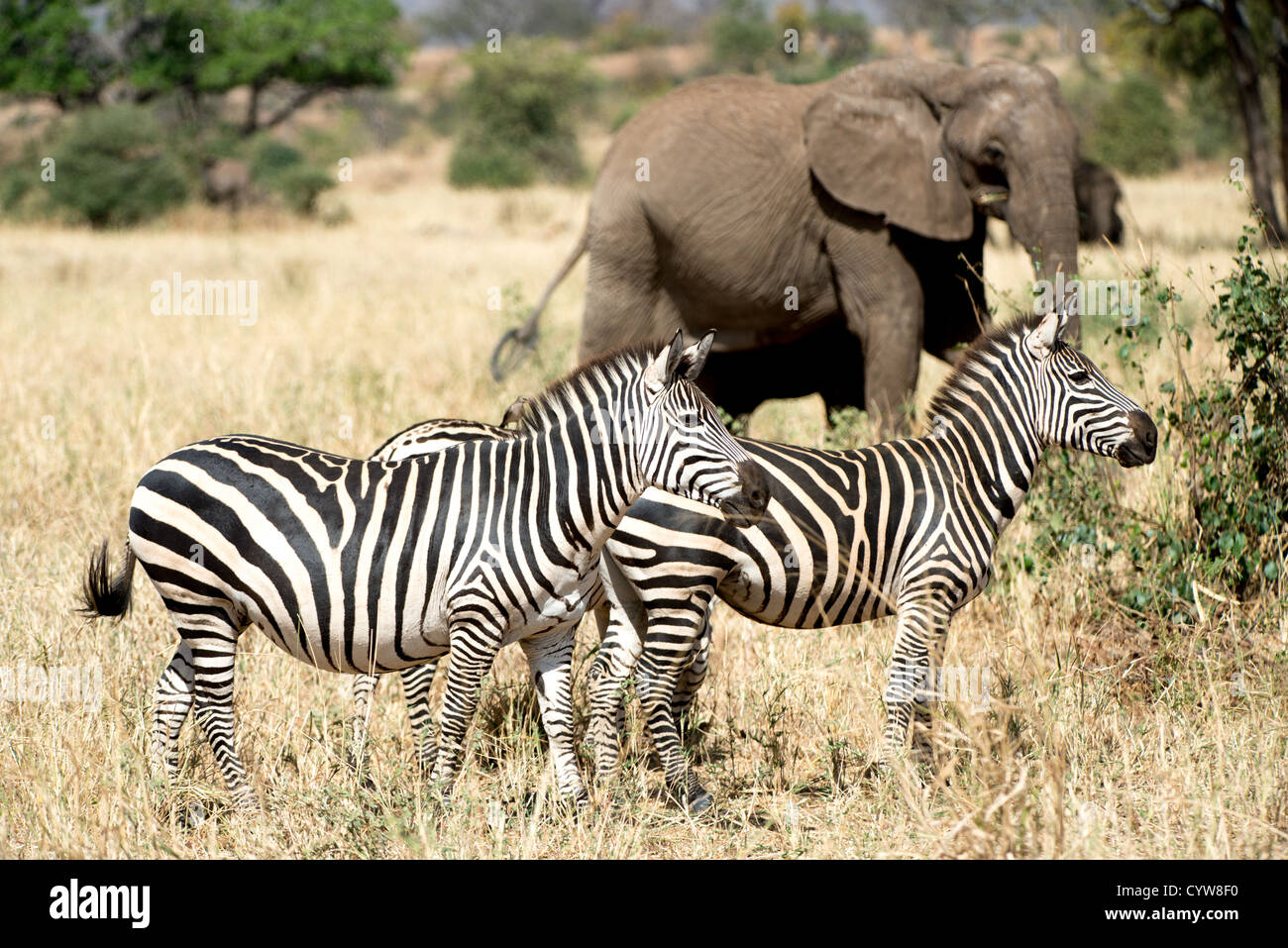 Zèbres et éléphant du parc national du Tarangire en Tanzanie | PARC NATIONAL DU TARANGIRE, Tanzanie — Des zèbres des plaines se tiennent devant un éléphant d’Afrique en train de brouter sur une prairie sèche du parc national du Tarangire dans le nord de la Tanzanie. Le parc ancrage l’écosystème Tarangire-Manyara, une zone couvrant environ 7 900 milles carrés (20 500 km carrés) qui concentre plusieurs espèces de pâturage autour d’eau rare en saison sèche. Les zèbres et les éléphants partagent souvent le même terrain car leurs habitudes alimentaires ciblent différentes hauteurs de plantes et réduisent la concurrence directe. Banque D'Images