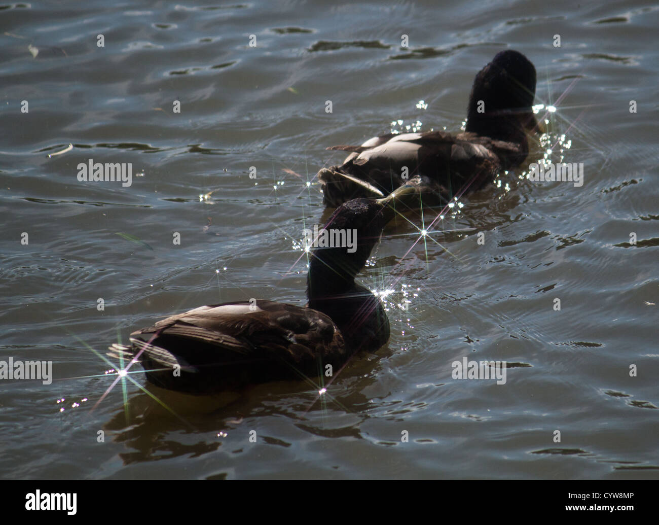 Les Canards colverts (Anas Platyrhnchos) Banque D'Images