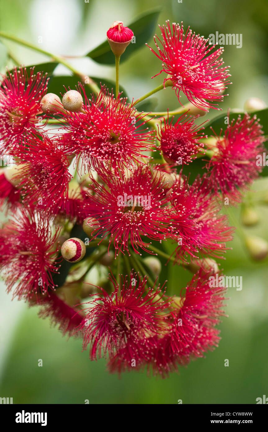 Corymbia ficifolia, floraison rouge Gum, syn Eucalyptus ficifolia Banque D'Images