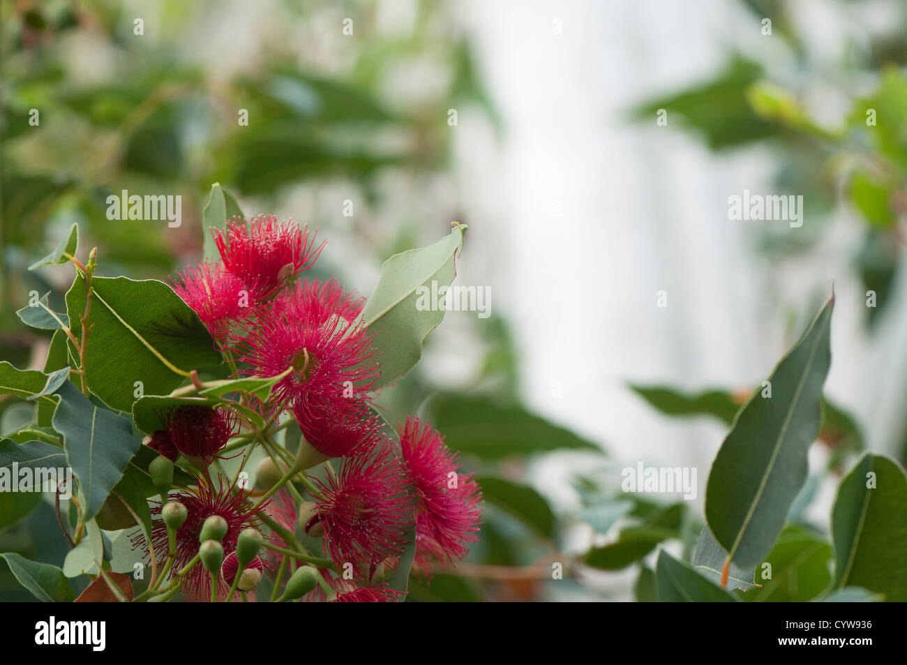 Corymbia ficifolia, floraison rouge Gum, syn Eucalyptus ficifolia Banque D'Images