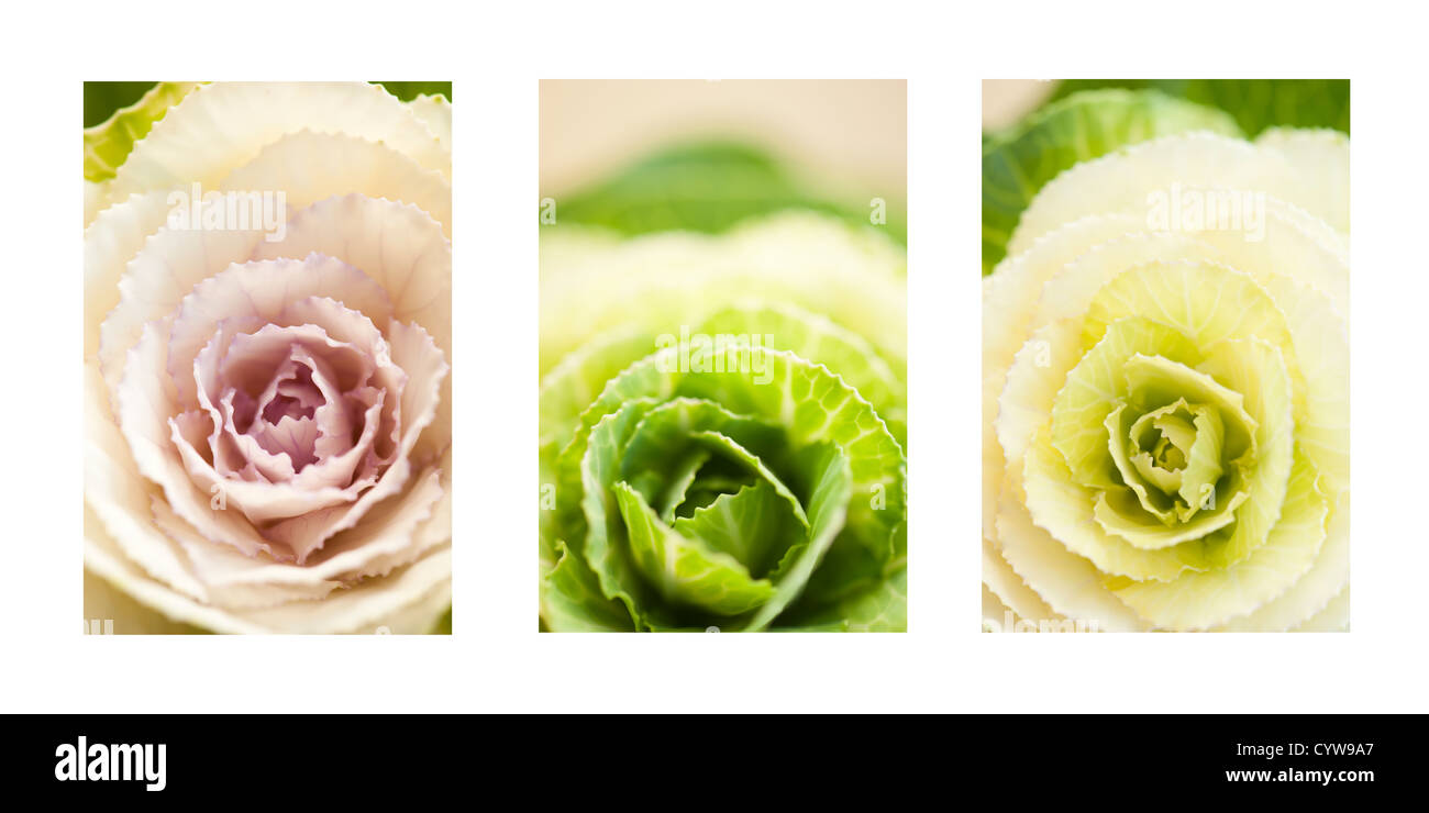 Rose, vert et blanc choux ornementaux affiché comme un triptyque Banque D'Images