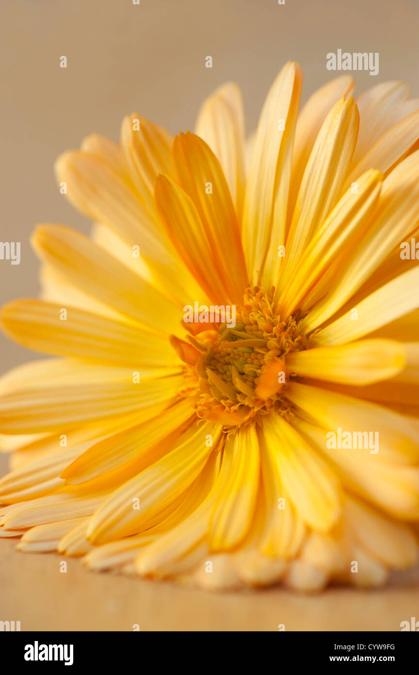 Calendula officinalis, Pot Marigold, en fleurs Banque D'Images