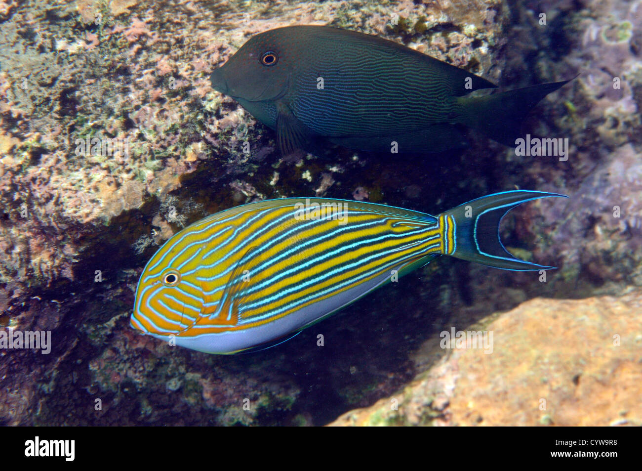 Bristletooth Ctenochaetus striatus, doublée, et le bar d'chirurgiens, Acanthurus lineatus, Pohnpei, États fédérés de Micronésie Banque D'Images