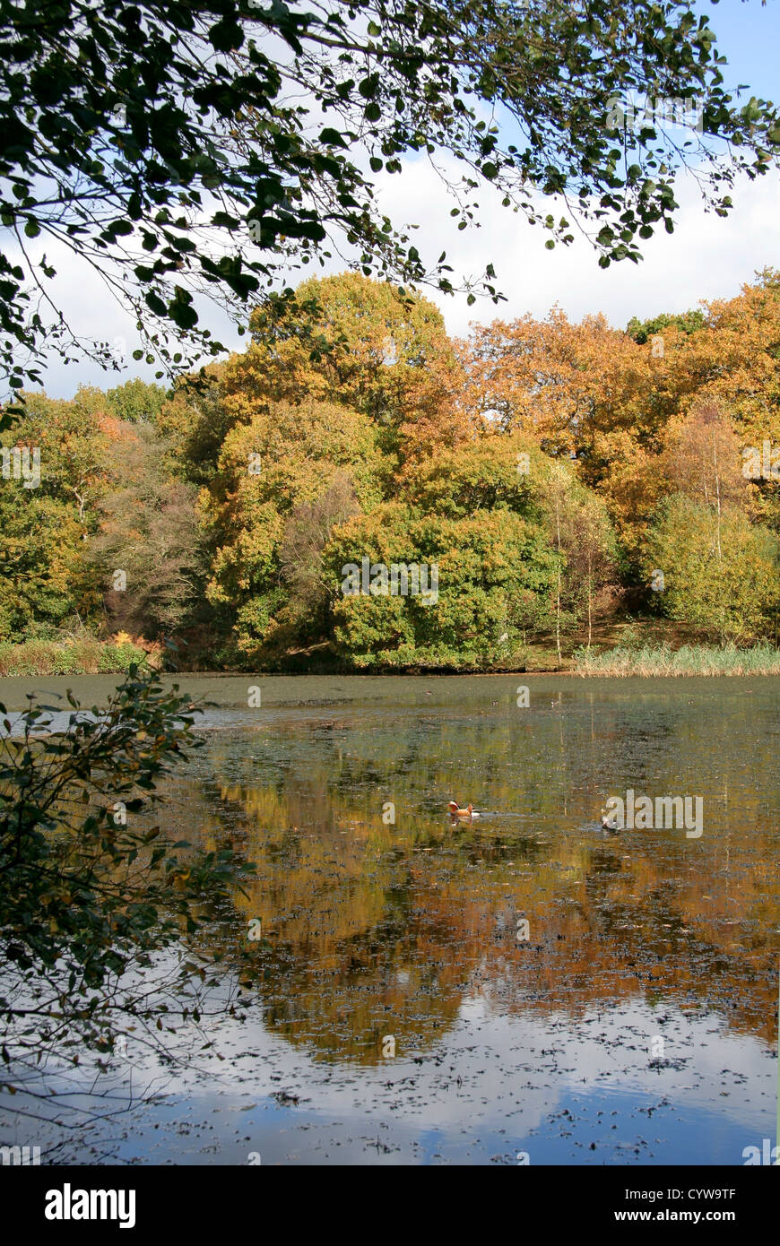 Les étangs Cannop automne Forêt de Dean Gloucestershire England UK Banque D'Images