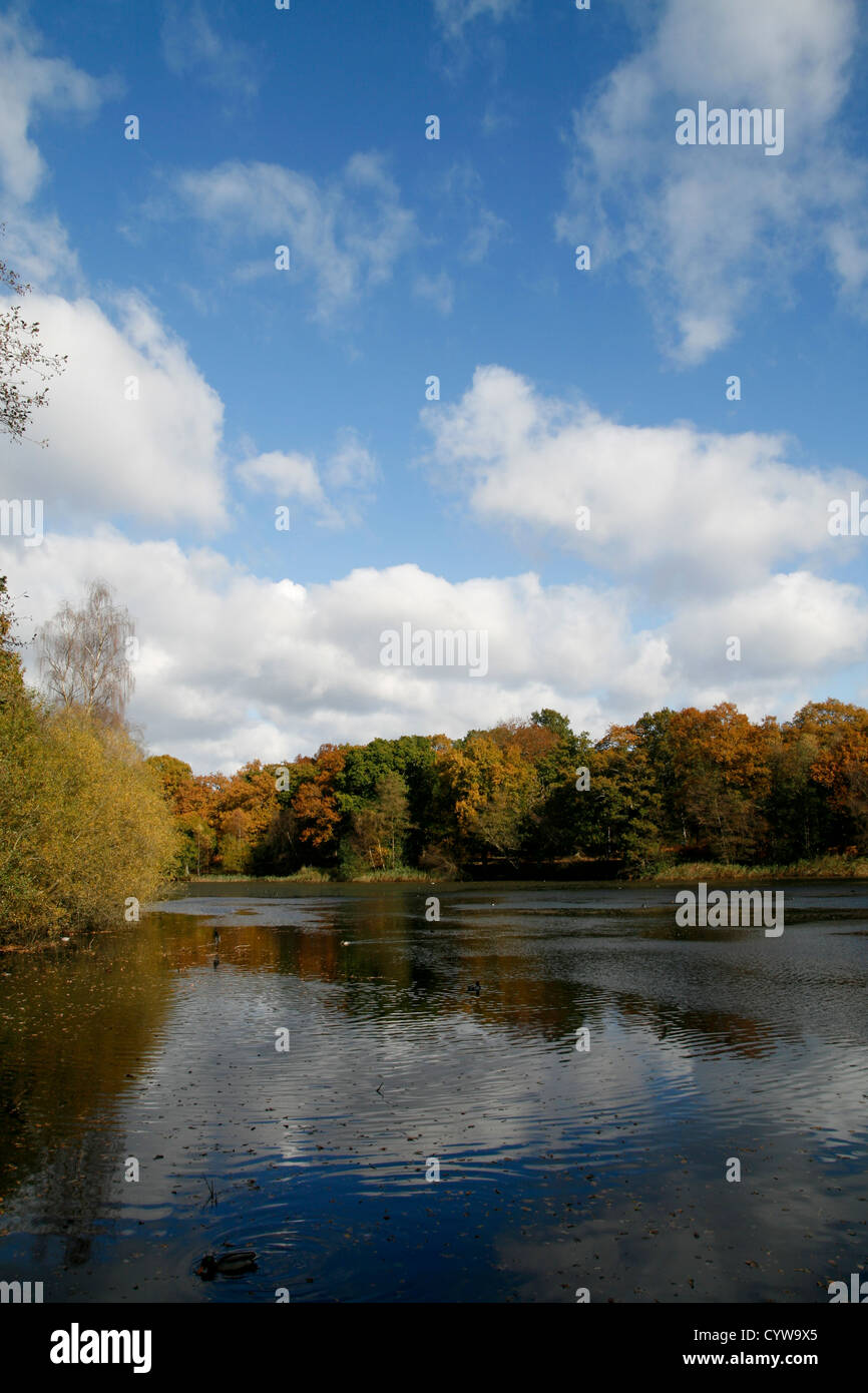 Les étangs Cannop automne Forêt de Dean Gloucestershire Angleterre UJK Banque D'Images