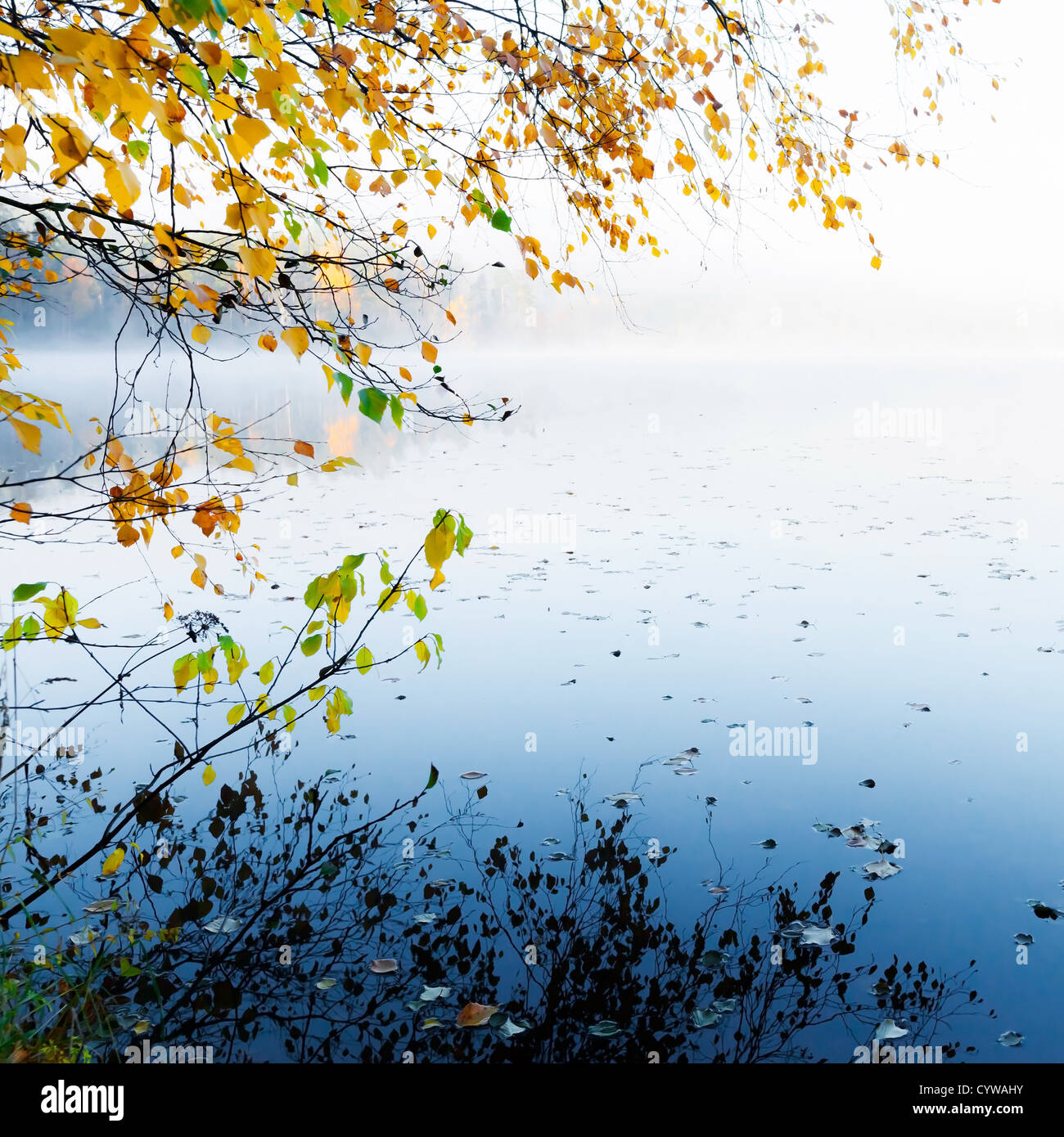 Automne feuilles jaunes avec la réflexion sur l'eau du lac encore dans le froid matin brumeux Banque D'Images