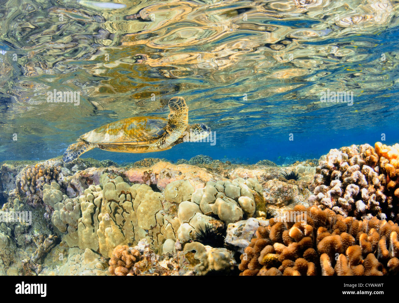 La tortue verte, Chelonia mydas, nage dans les récifs coralliens peu profonds, le capitaine Cook, Big Island, Hawaii, North Pacific Banque D'Images