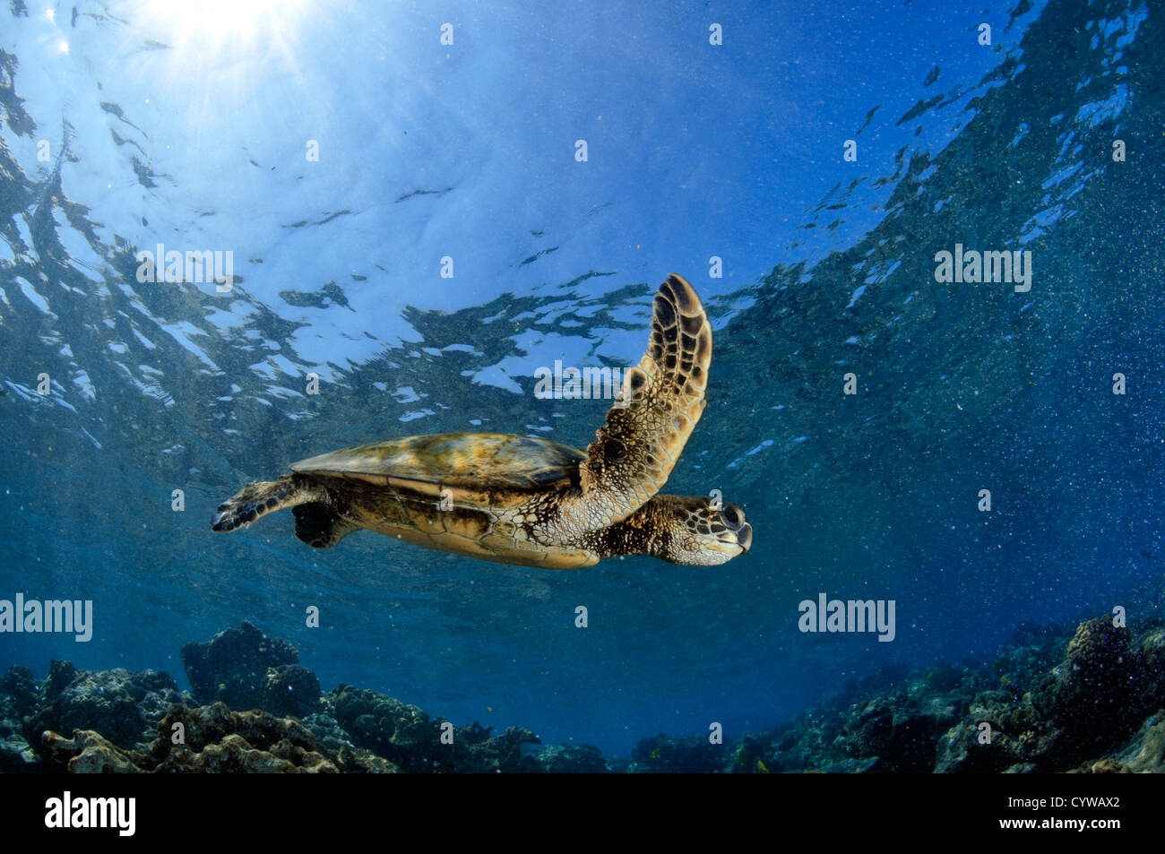 La tortue verte, Chelonia mydas, nage dans les récifs coralliens peu profonds, le capitaine Cook, Big Island, Hawaii, North Pacific Banque D'Images