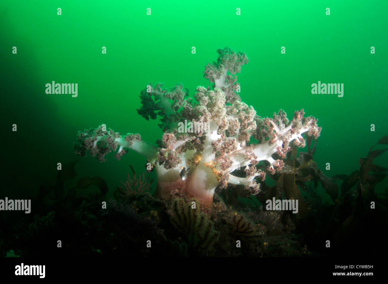 Corail Rouge, Dendronephthea Bitagane sp.,, Atami, péninsule d'Izu, Japon Banque D'Images