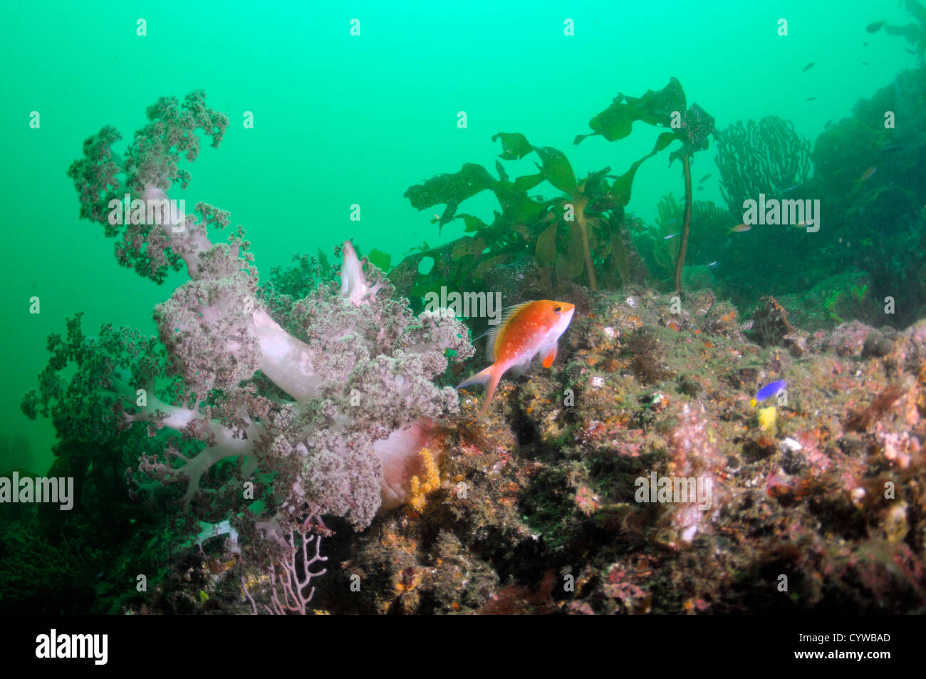 Marguerite basslet, Sacura margaritacea, et coraux mous, Bitagane, Atami, péninsule d'Izu, Japon Banque D'Images