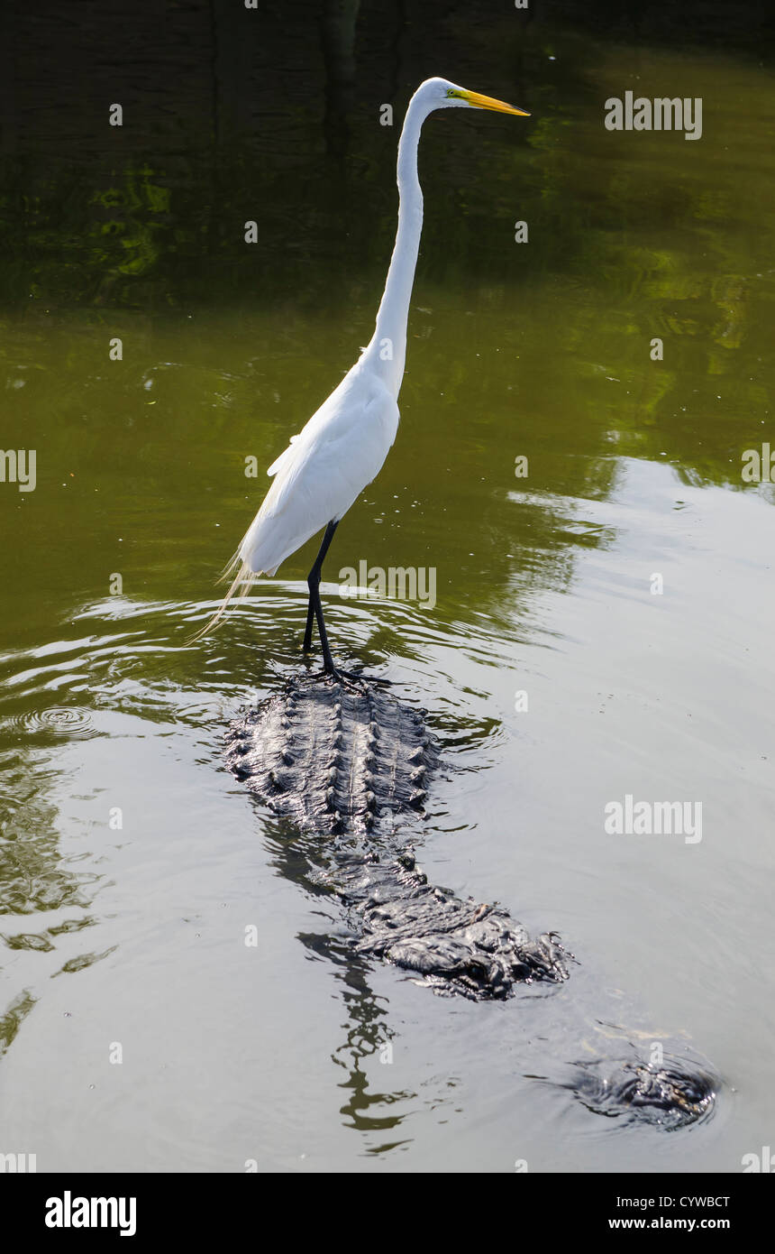 Grande Aigrette équitation parc d'alligator à Gatorland en dehors de Orlando, Floride. Banque D'Images Grande Aigrette équitation parc d'alligator à Gatorland en dehors de Orlando, Floride. Banque D'Images
