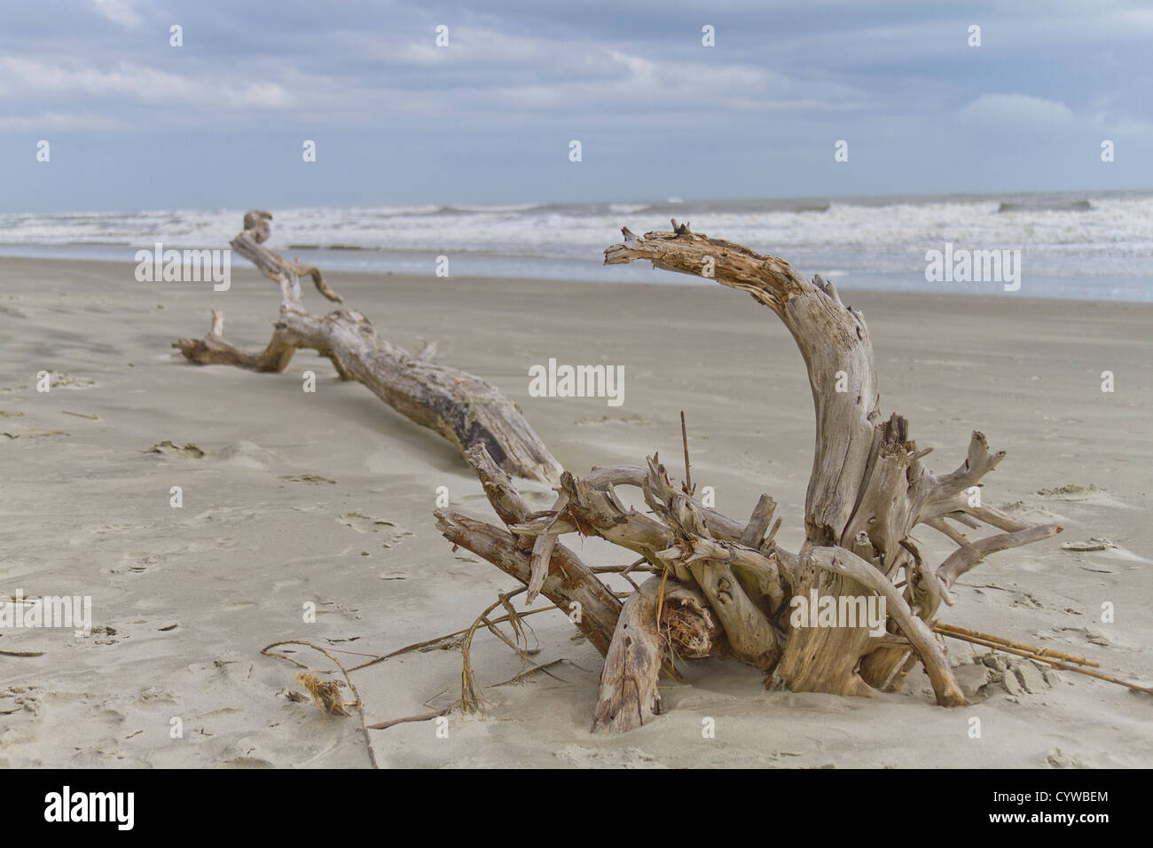 Bois flotté sculpté par la mer sur une plage avec l'océan derrière elle Banque D'Images