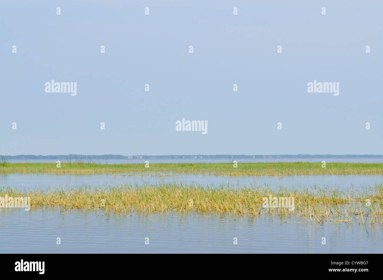 Les lits de roseaux d'herbe dans le parc national des Everglades, site du patrimoine mondial de l'UNESCO, en Floride. Banque D'Images
