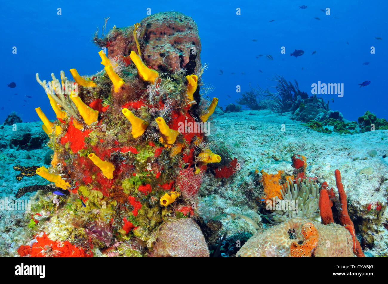 Les récifs coralliens colorés et d'éponges, Cozumel, Mexique, Quintana-Roo, mer des Caraïbes Banque D'Images