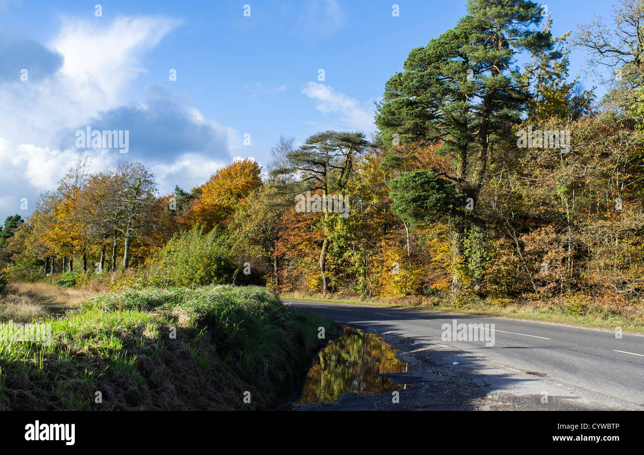 Haldon, Devon, Angleterre. Le 10 novembre 2012. La lande d'une route bordée d'arbres en automne, l'automne. Banque D'Images