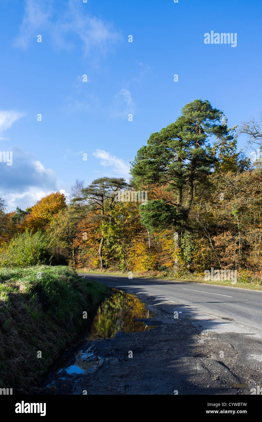 Haldon, Devon, Angleterre. Le 10 novembre 2012. La lande d'une route bordée d'arbres en automne, l'automne. Banque D'Images