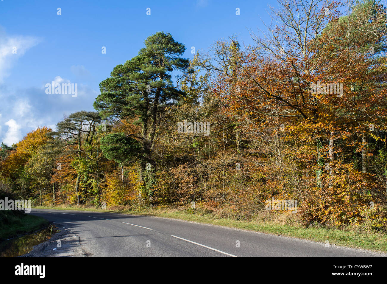 Haldon, Devon, Angleterre. Le 10 novembre 2012. La lande d'une route bordée d'arbres en automne, l'automne. Banque D'Images