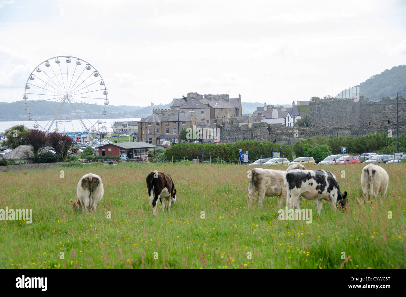 BEAUMARIS, pays de Galles - Un troupeau de bovins se broutent au premier plan, avec la ville de Beaumaris au loin. Beaumaris est sur l'île d'Anglesey, sur la côte nord du pays de Galles, au Royaume-Uni. La pittoresque ville côtière de Beaumaris, située sur l'île d'Anglesey au pays de Galles, offre aux visiteurs un aperçu de la riche histoire de la région, avec son château médiéval, son architecture victorienne et son bord de mer pittoresque. Beaumaris a été classé au patrimoine mondial de l'UNESCO et continue à charmer les voyageurs avec ses monuments bien conservés et sa beauté naturelle étonnante. Banque D'Images