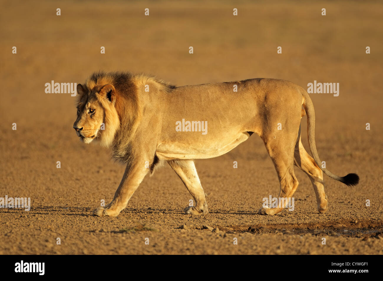 Grand mâle lion africain marcher (Panthera leo), désert du Kalahari, Afrique du Sud Banque D'Images