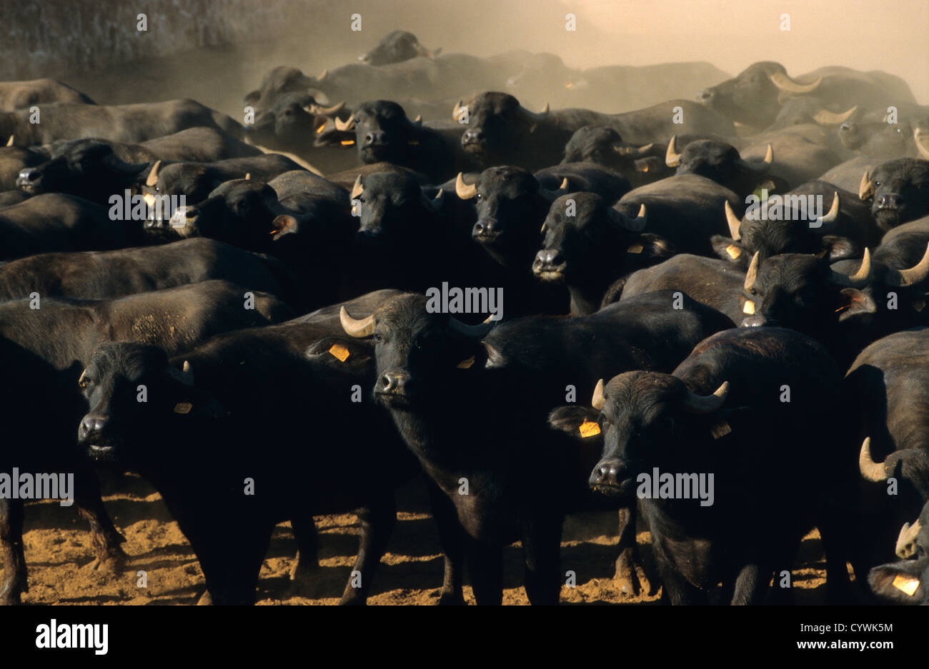 Italie Campanie Paestum Tenuta, Vannulo un