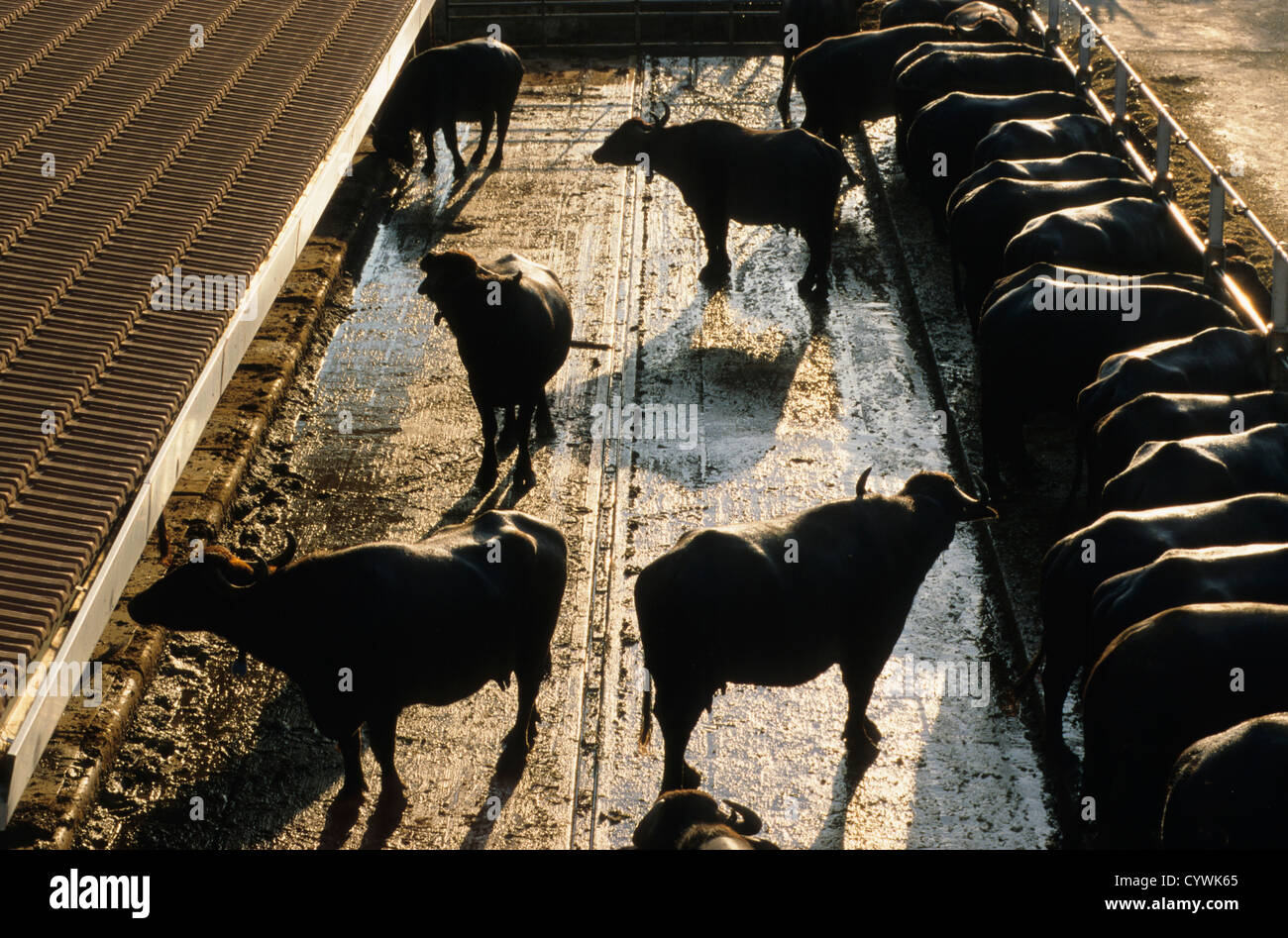 Italie Campanie Paestum Tenuta, Vannulo un