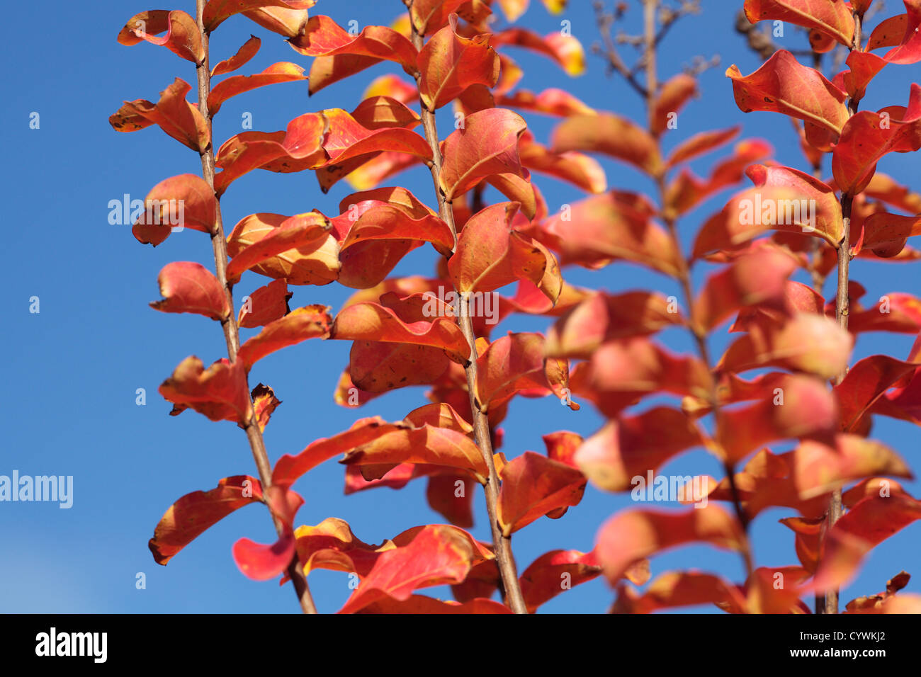 Crape myrtle (Lagerstroemia), feuilles rouges en automne. Banque D'Images