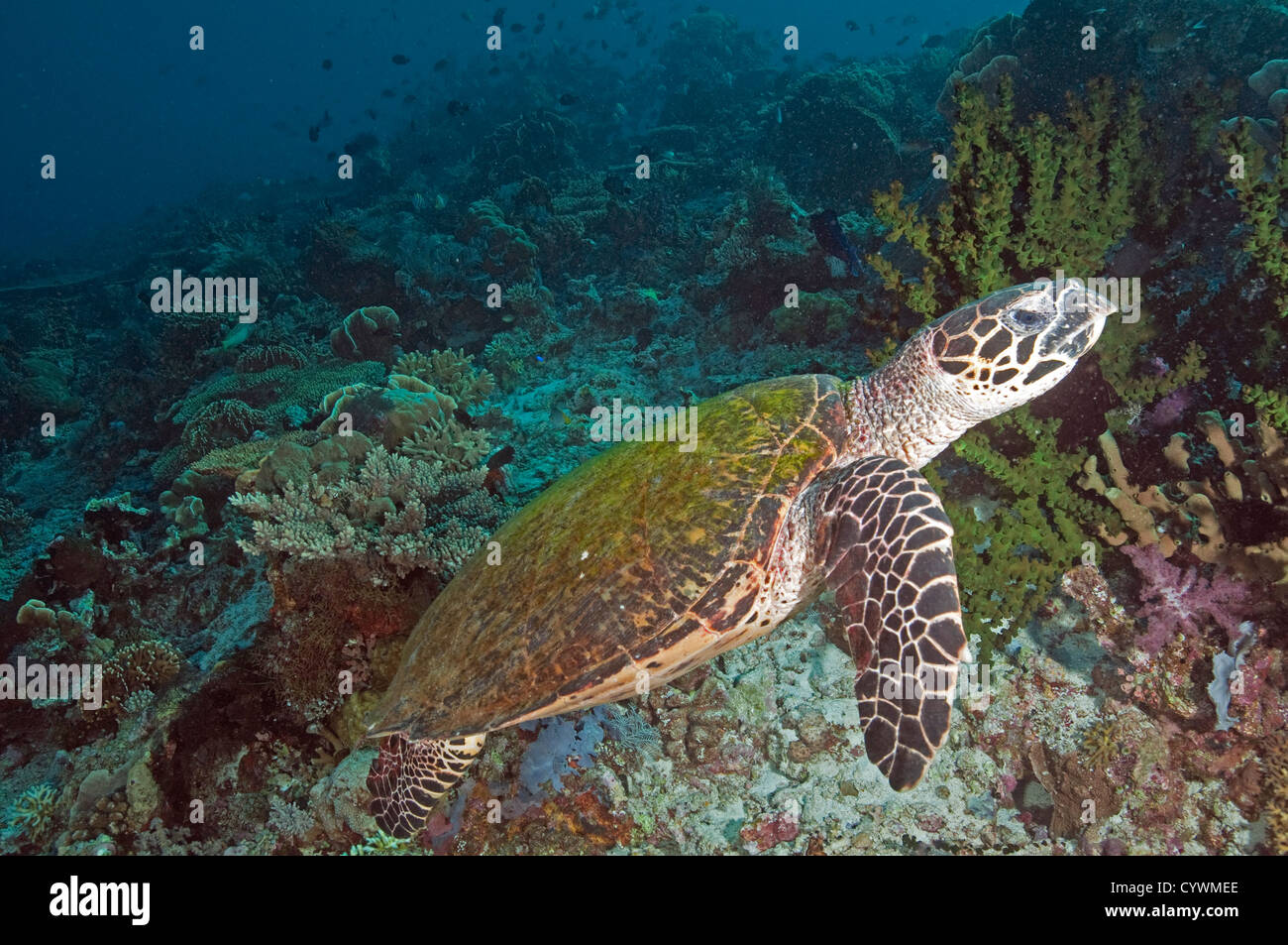 La tortue imbriquée, Eretmochelys imbricata, Komodo en Indonésie Banque D'Images