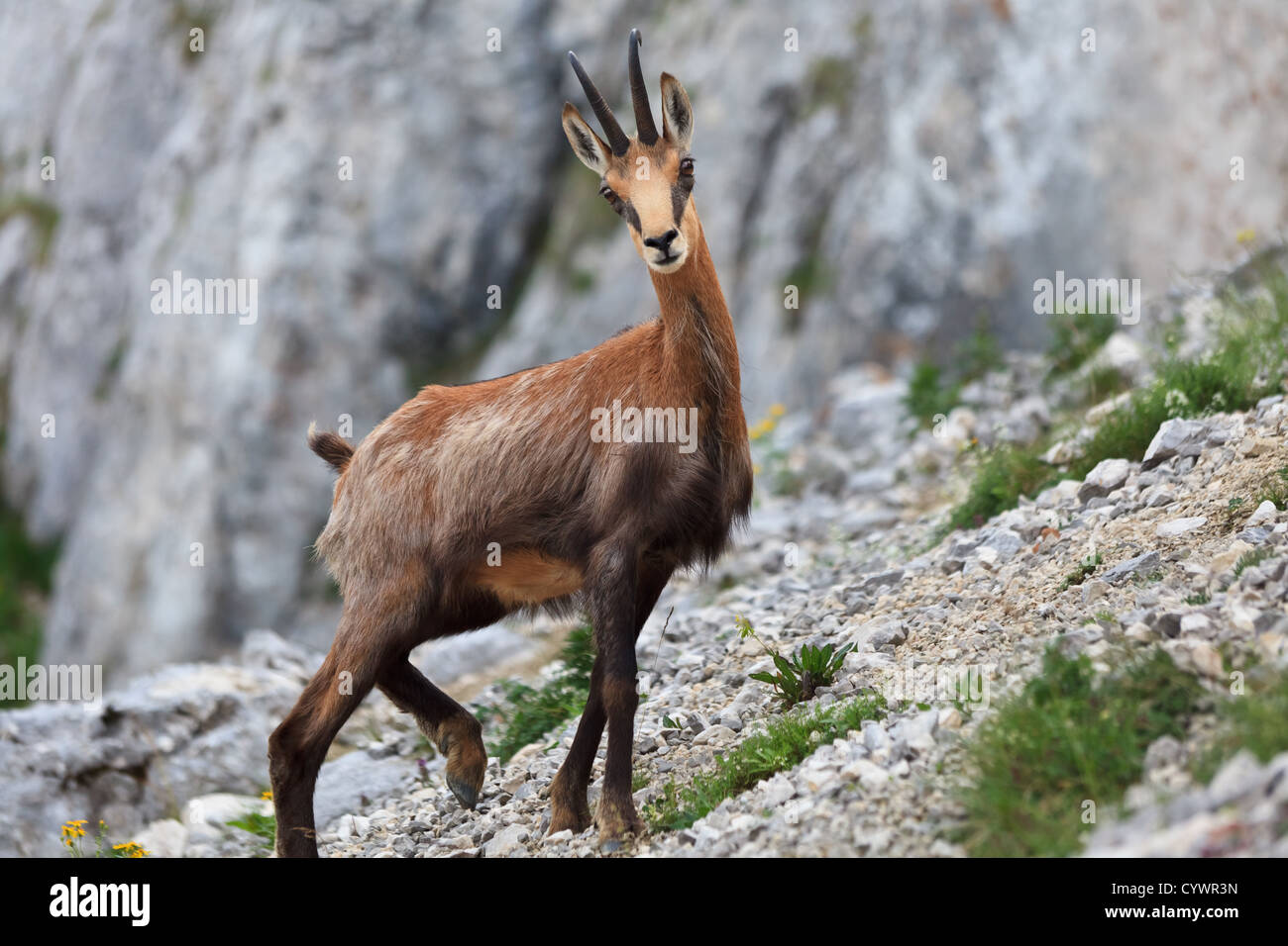Chamois (Rupicapra Carpatica) Banque D'Images