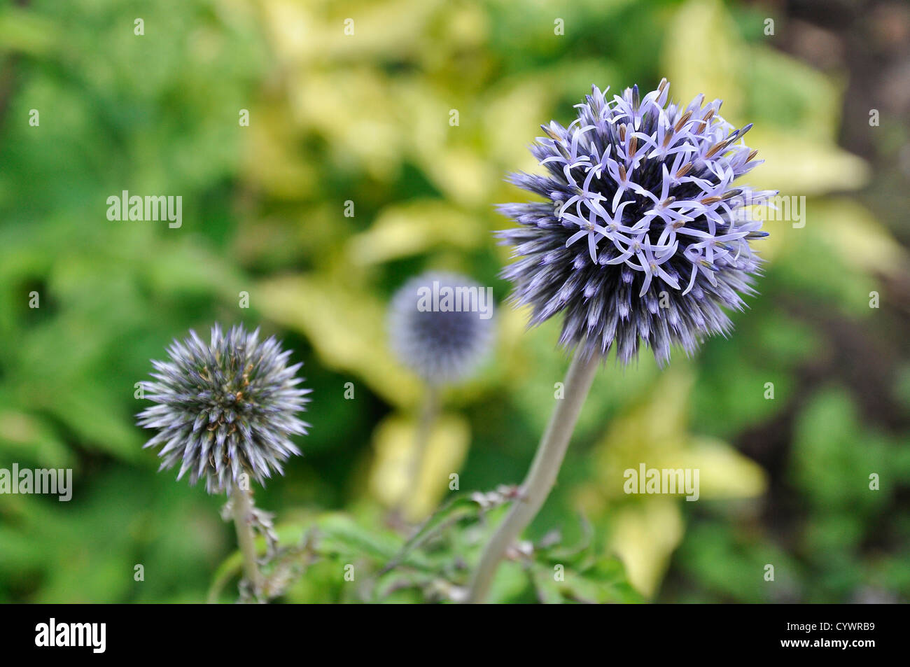 Globe violet Thistle (Echinops ritro) fleurs en fleurs Banque D'Images