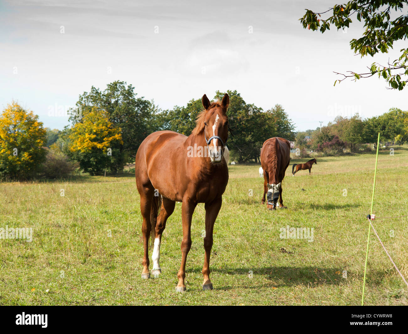 Bay horse on pasture Banque D'Images