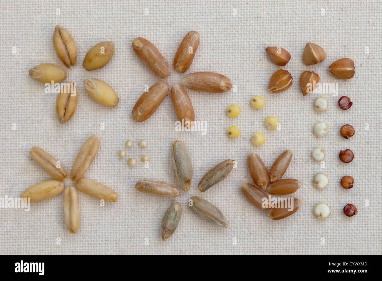 Variété de grain sur une toile de coton de l'artiste - cinq graines de chaque genre Banque D'Images