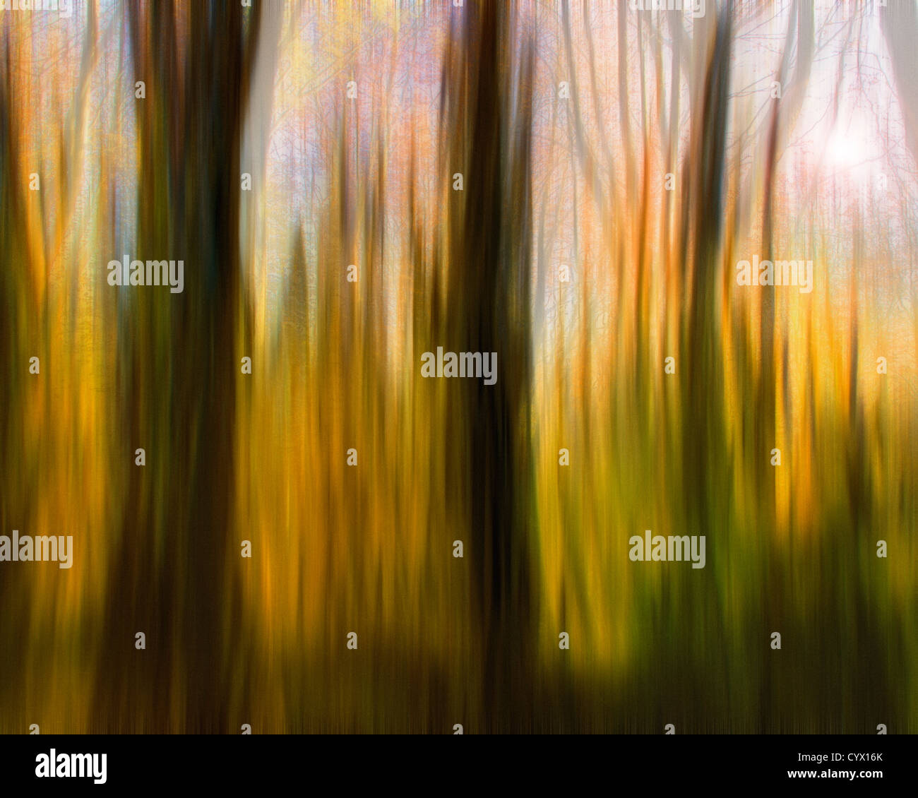Photographie ICM : Magic Woods (concept de calendrier) Banque D'Images