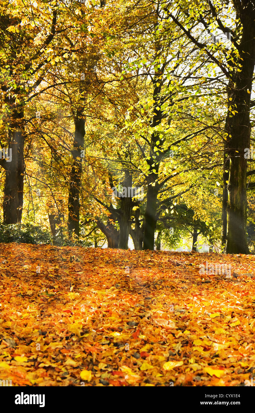 Arbres en automne avec sol recouvert de feuilles mortes Banque D'Images