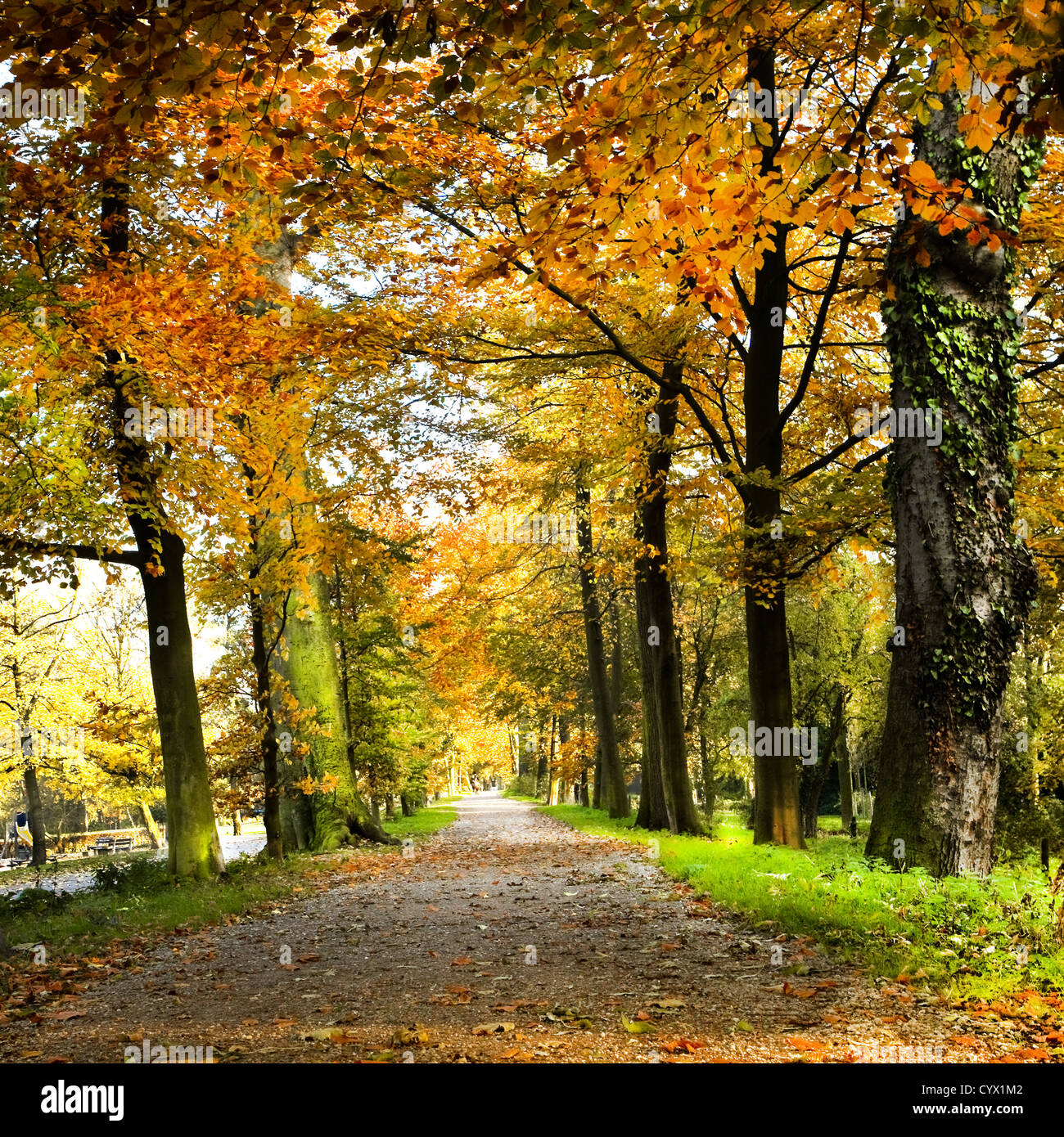 Lane en parc avec arbres en automne couleurs - square Banque D'Images