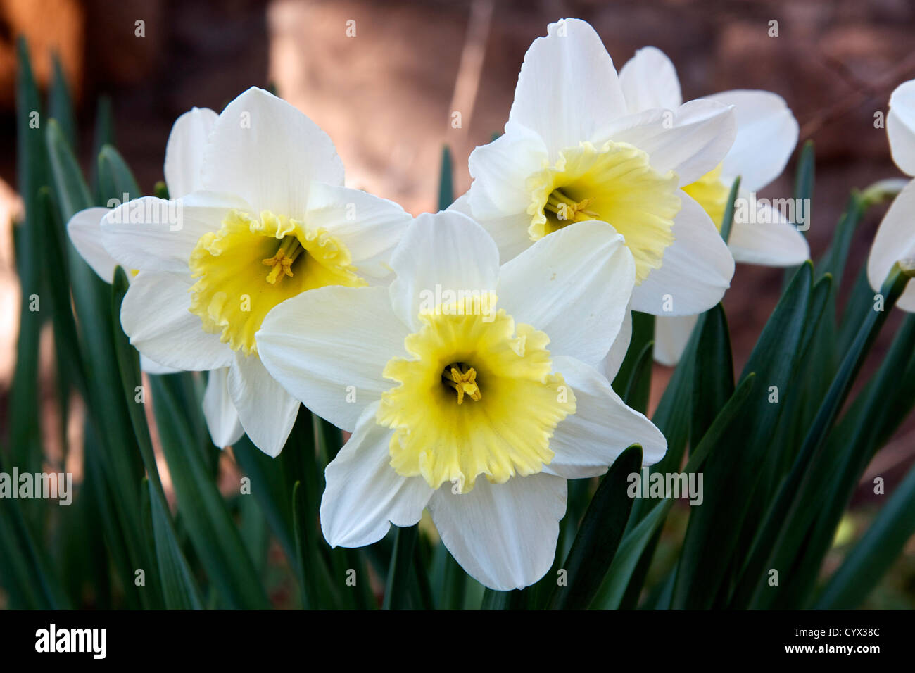 Grande cuvette en fleurs narcisses Banque D'Images