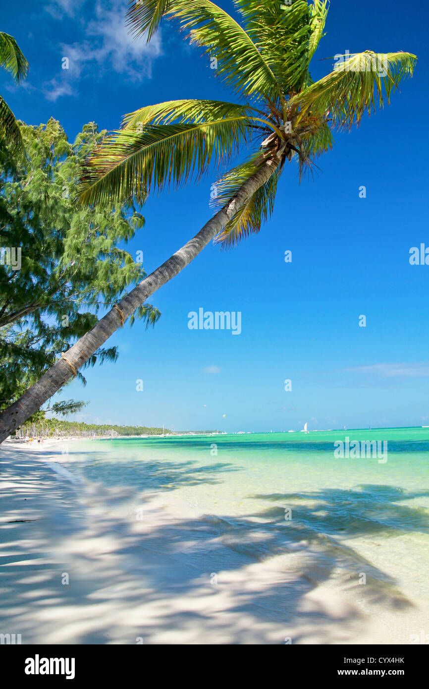 Balançoire sur la plage de la mer des caraïbes sur palm Banque D'Images