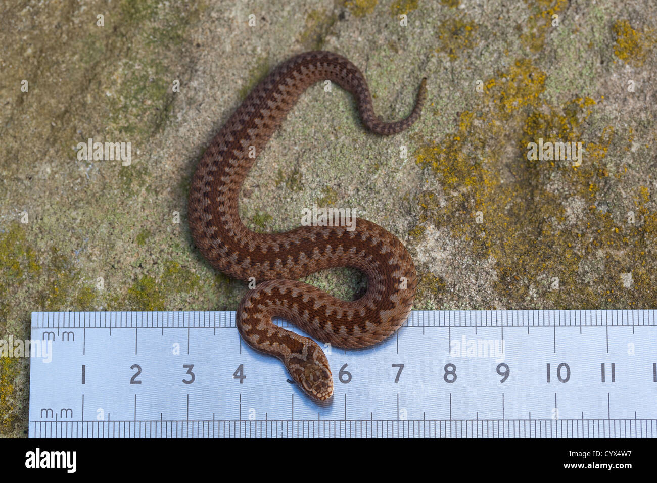 Vipère (Vipera berus). Les jeunes nés récemment aux côtés d'une règle métrique. Mesurer 160mms ligne droite, le bout du nez à la pointe de la queue. Banque D'Images