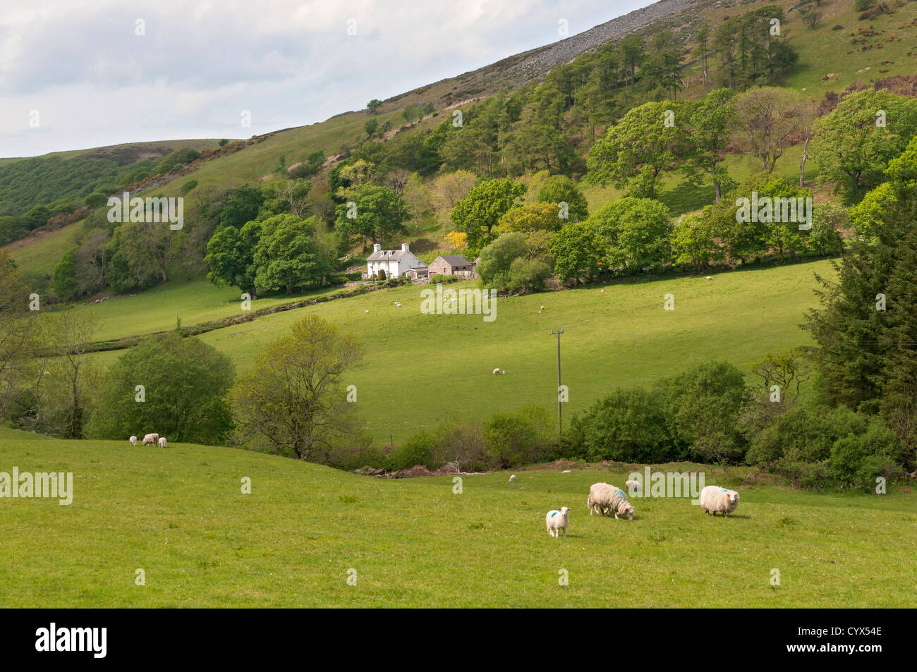 Pays de Galles, dans le comté de Ceredigion, ferme, moutons Banque D'Images