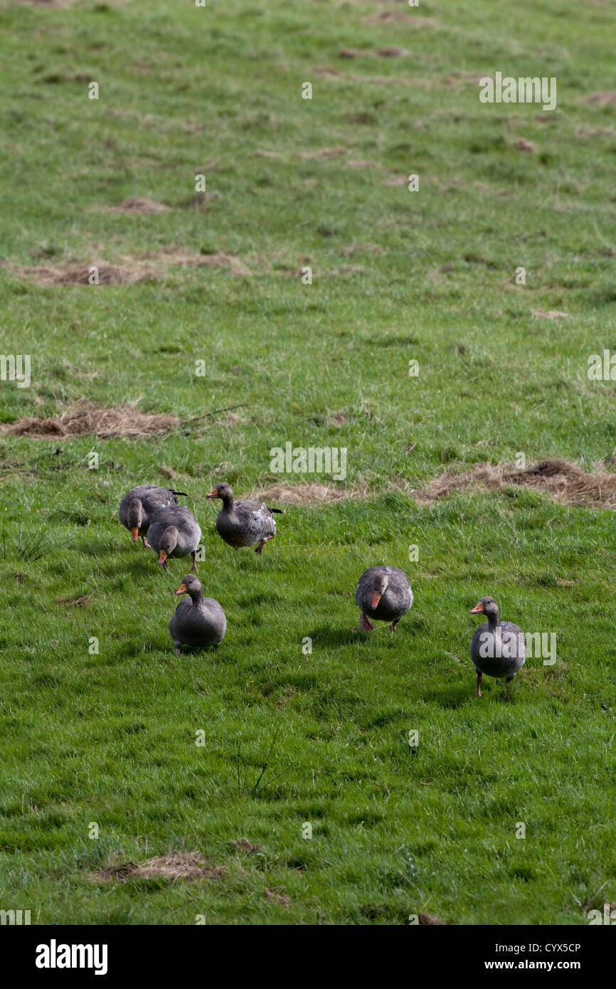 Oies cendrées (Anser anser). Les oiseaux sauvages à partir de la véritable population reproductrice de résident les Hébrides, côte ouest de l'Écosse. Banque D'Images