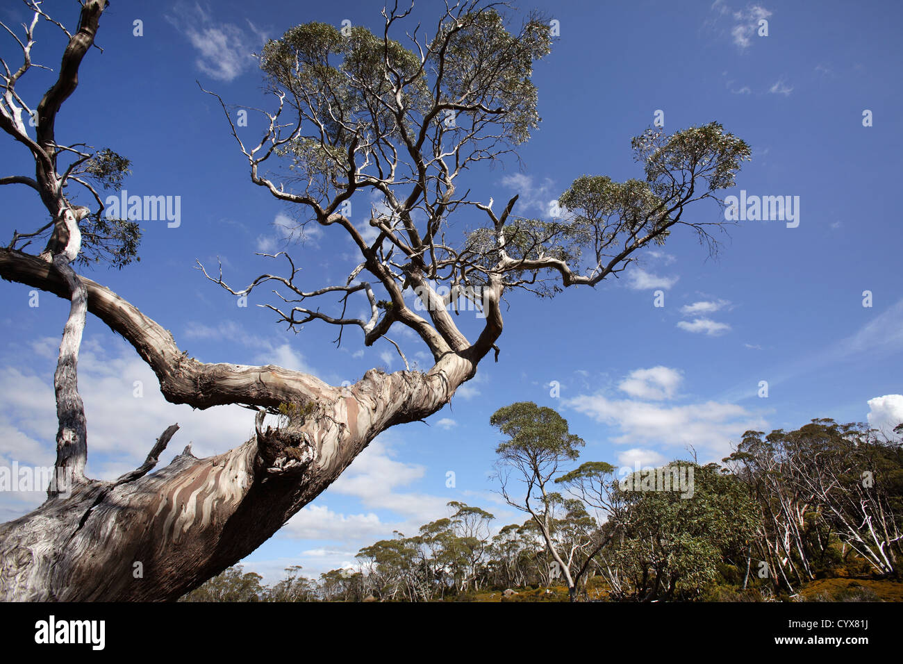 Gum-tree sur l'Overland Track. Cradle Mt - Lake St Clair National Park, Tasmanie, Australie. Banque D'Images