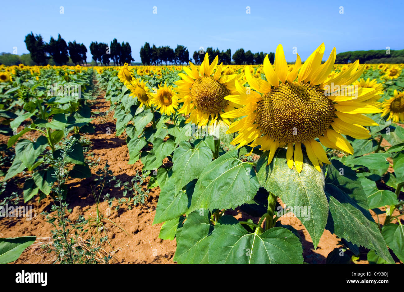 Tournesols sur un champ de tournesol en Toscane en Italie. Banque D'Images